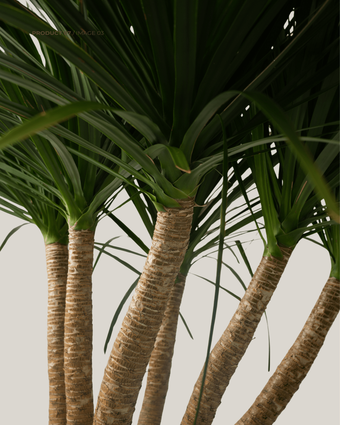 Dracaena Draco - Folivana Store