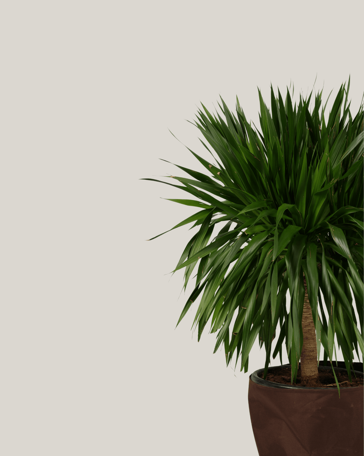 Dracaena Draco - Folivana Store
