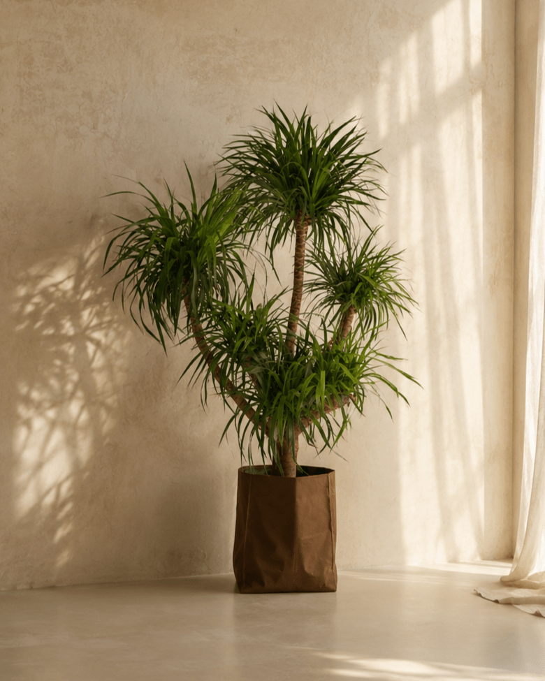 Dracaena Draco - Folivana Store