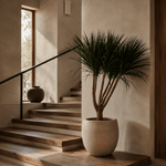 Dracaena Draco - Folivana Store