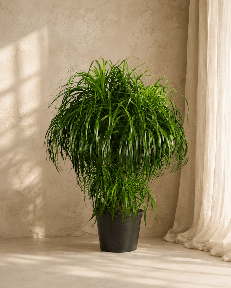 Dracaena Draco Multihead - Folivana Store