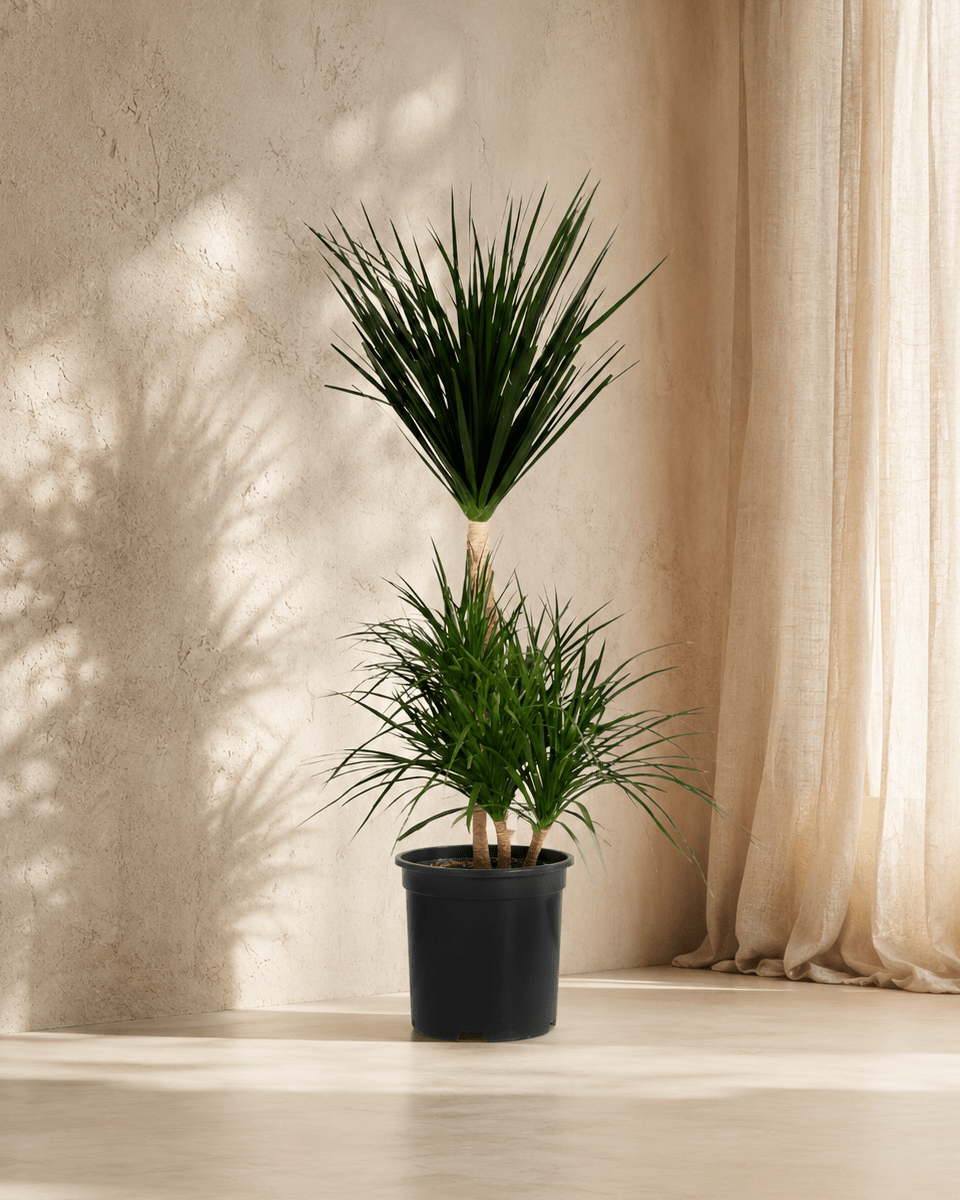 Dracaena Draco Single Stem - Folivana Store