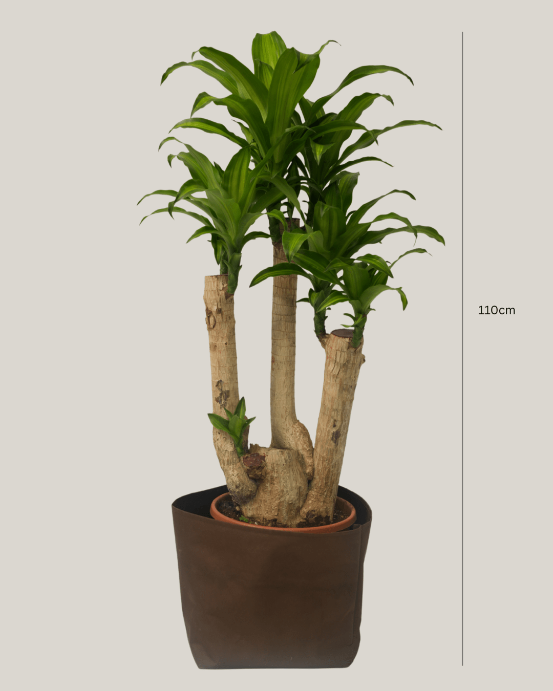Dracaena Fragrans Golden Heart - Folivana Store