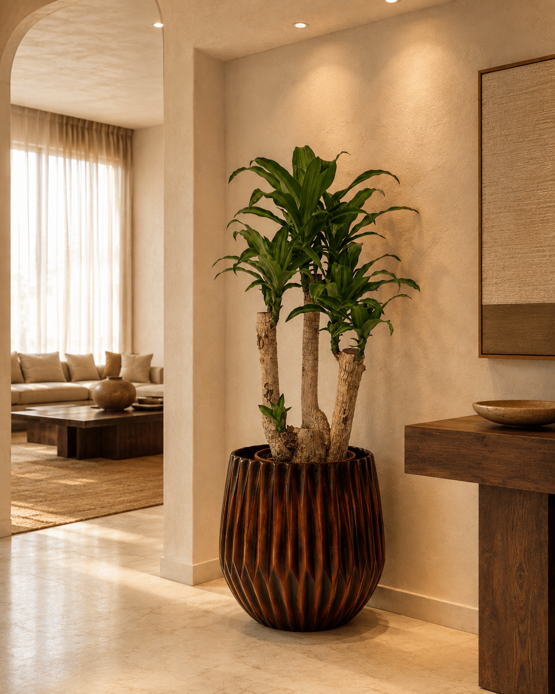Dracaena Fragrans Golden Heart - Folivana Store