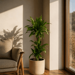 Dracaena Janet 3pp - Folivana Store