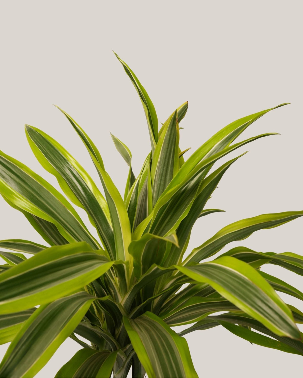 Dracaena Lemon Lime 3pp - Folivana Store