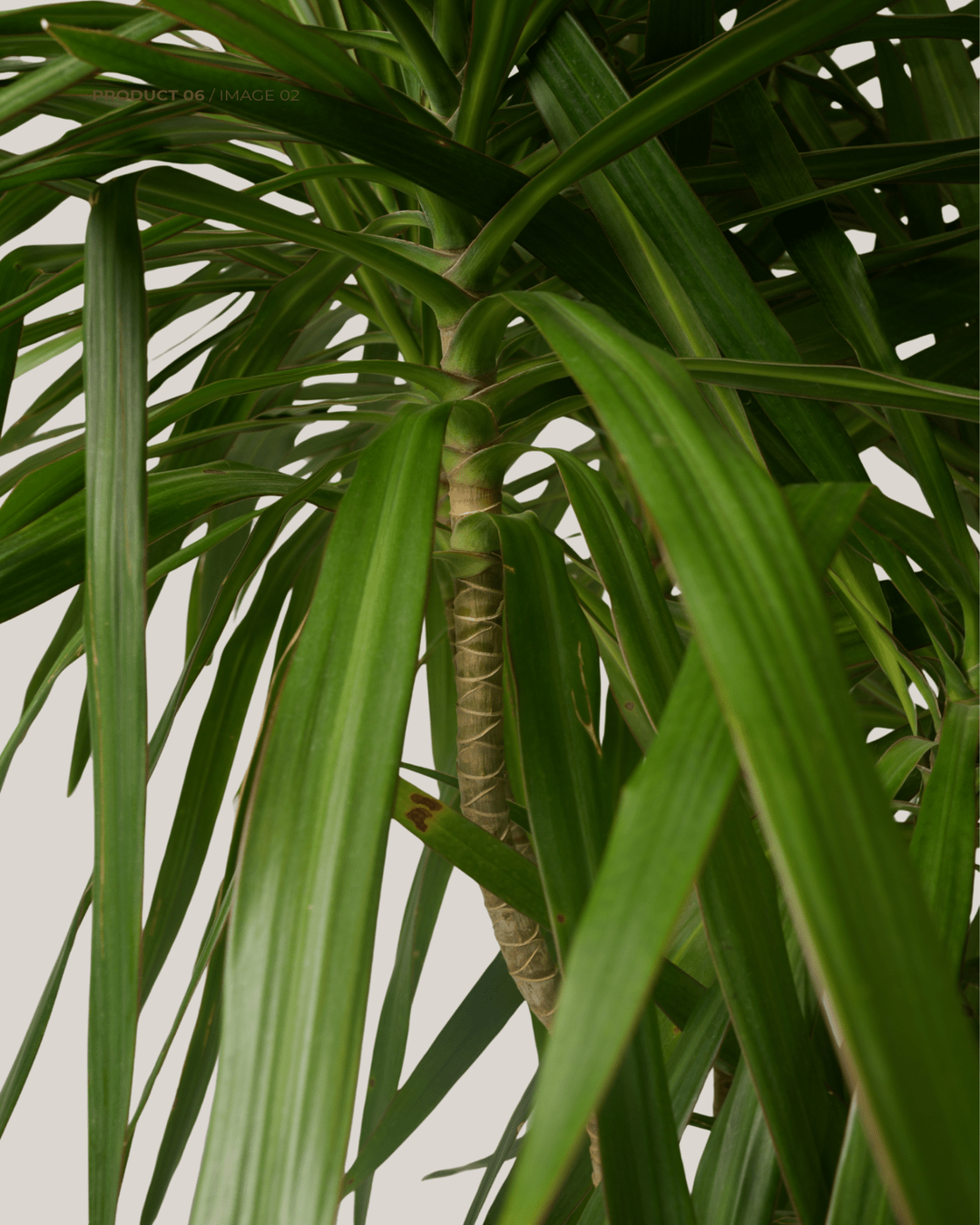 Dracaena Marginata Tarzan - Folivana Store