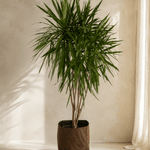 Dracaena Marginata Tarzan - Folivana Store