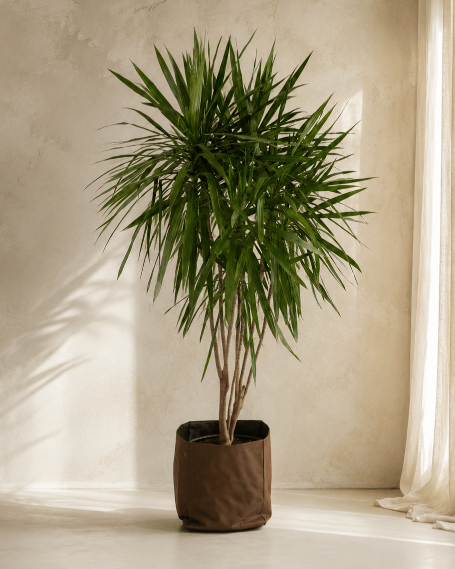Dracaena Marginata Tarzan - Folivana Store