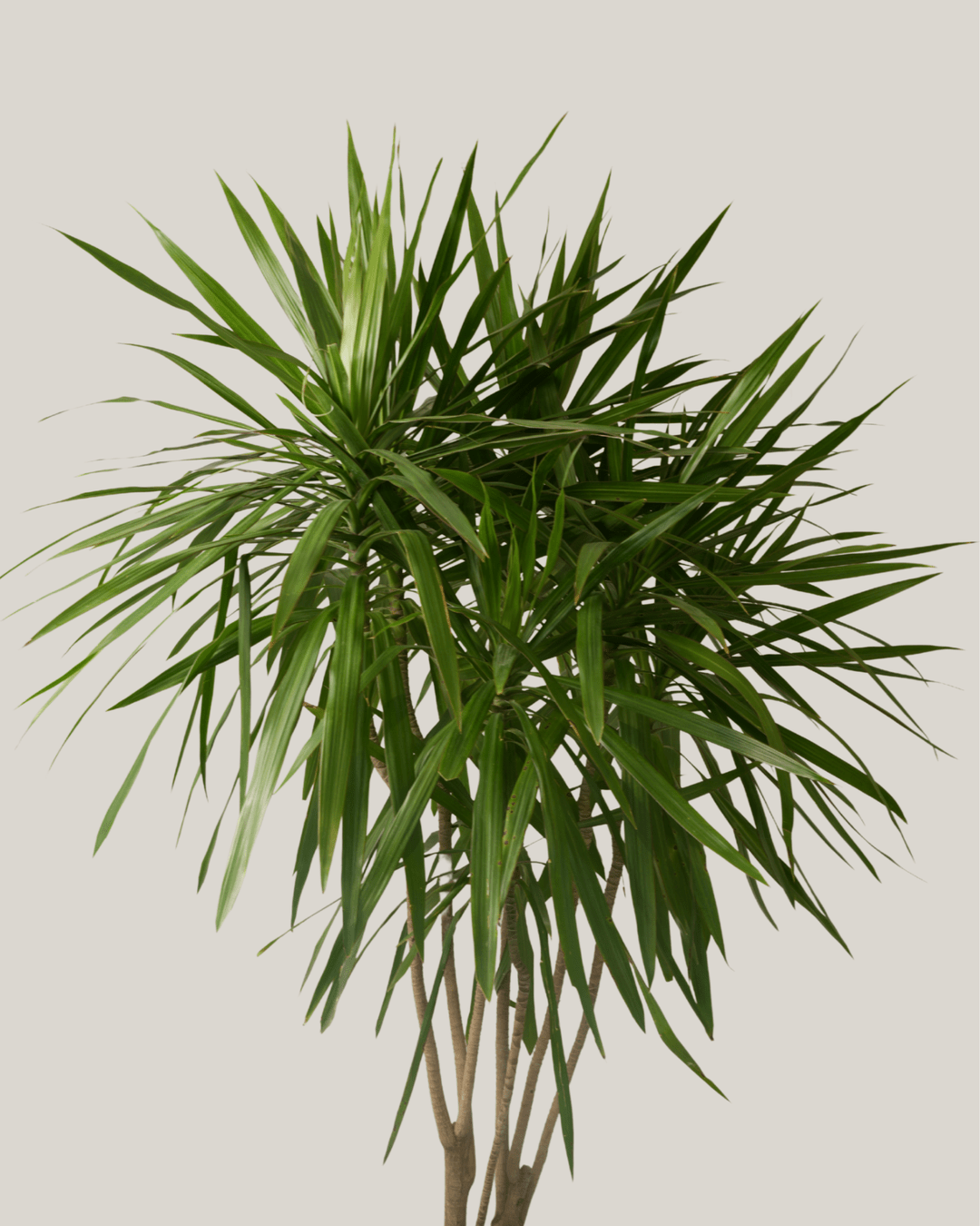 Dracaena Marginata Tarzan - Folivana Store