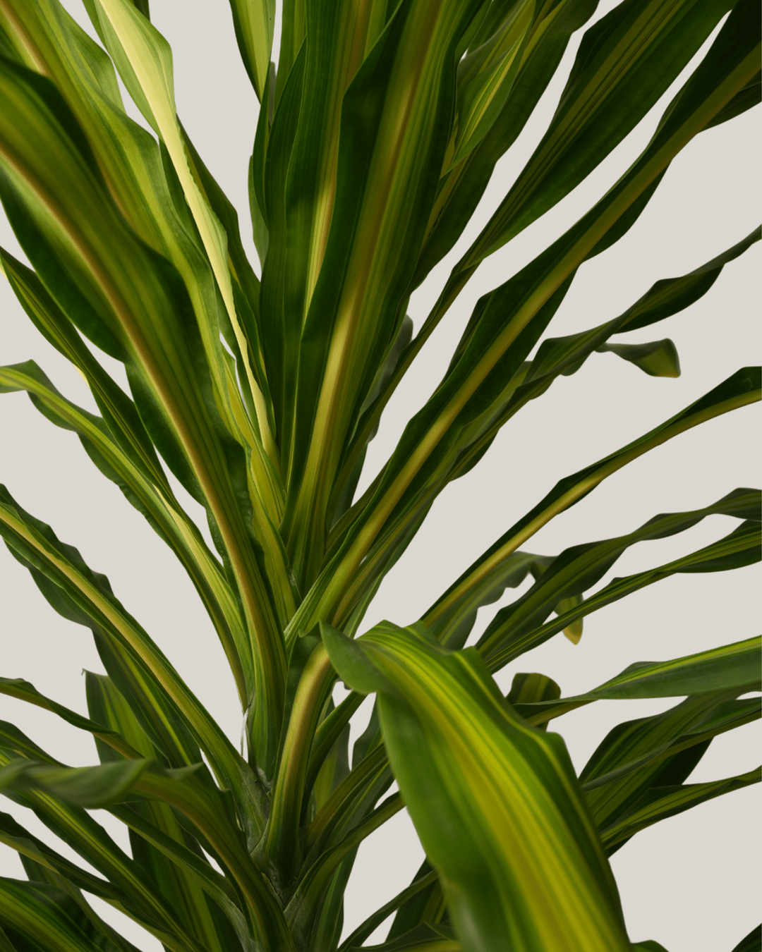 Dracaena Massengeana - Folivana Store