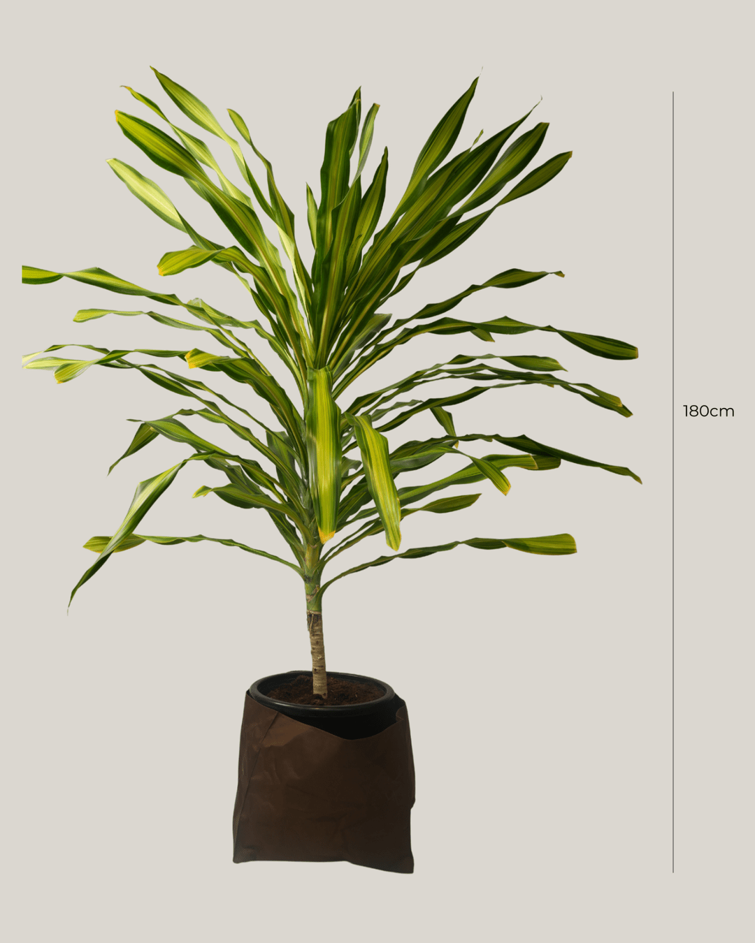 Dracaena Massengeana - Folivana Store