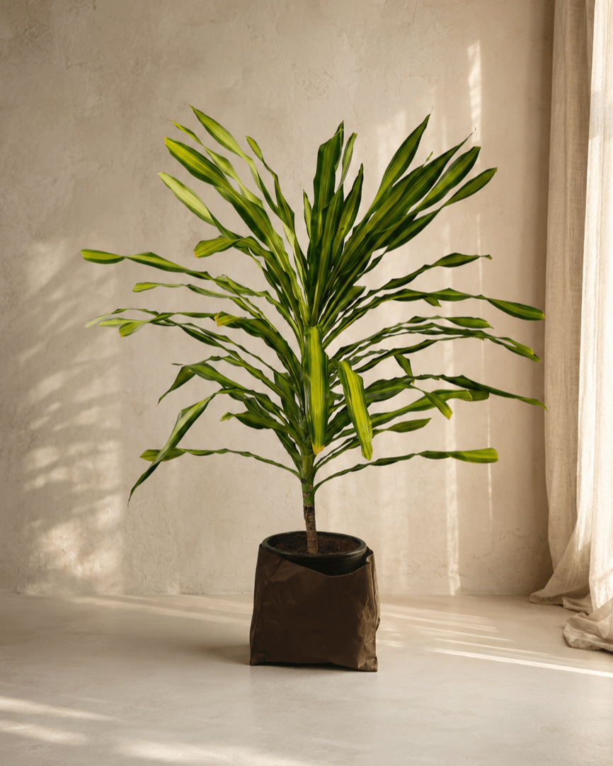 Dracaena Massengeana - Folivana Store