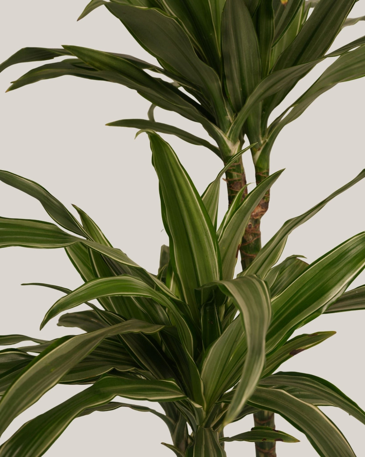 Dracaena Warneck 3pp - Folivana Store