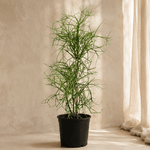 Euphorbia Tirucalli - Folivana Store