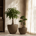 Fibreclay Aukland - Folivana Store