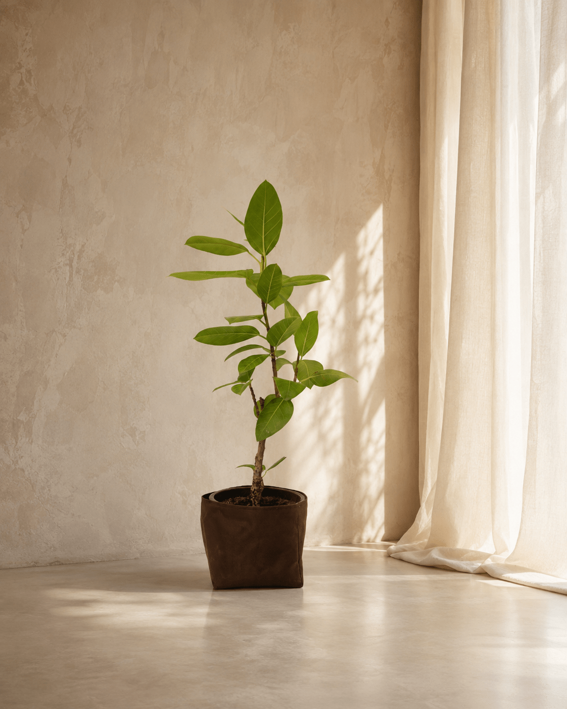 Ficus Altissima - Folivana Store