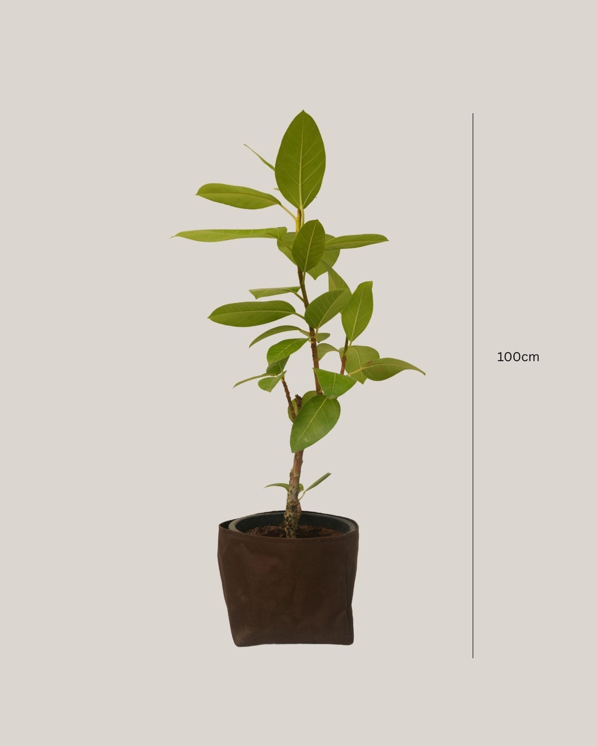 Ficus Altissima - Folivana Store