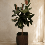 Ficus Elastica - Folivana Store
