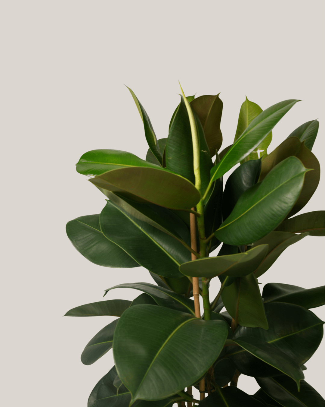 Ficus Elastica 3pp - Folivana Store