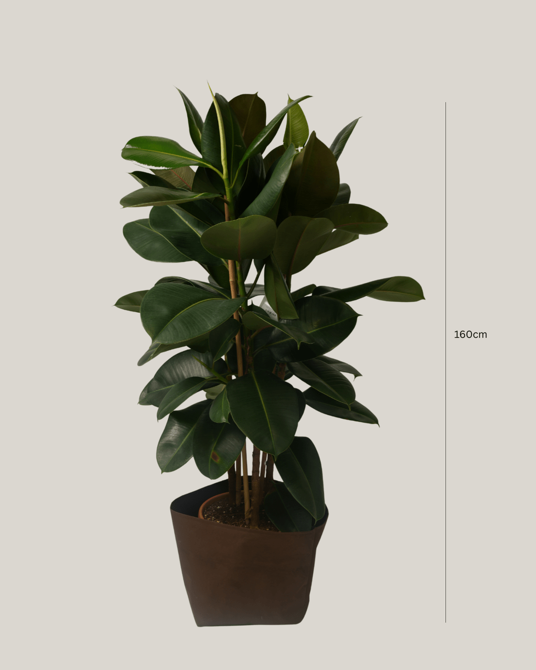 Ficus Elastica 3pp - Folivana Store