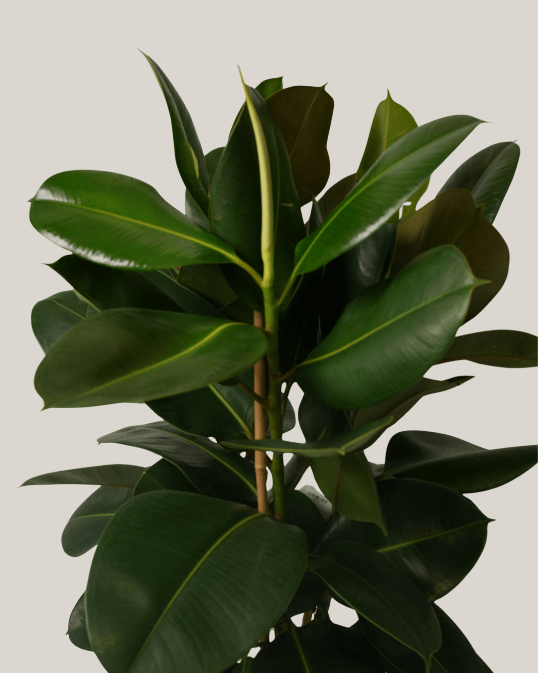 Ficus Elastica 3pp - Folivana Store