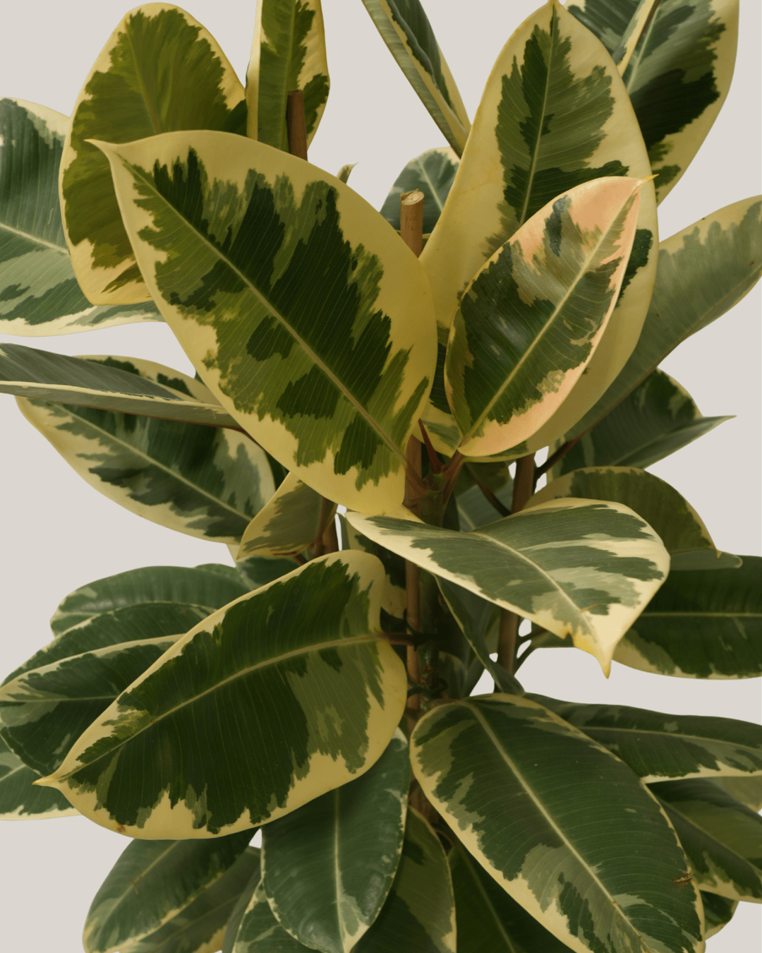 Ficus Elastica Tineke 3pp - Folivana Store