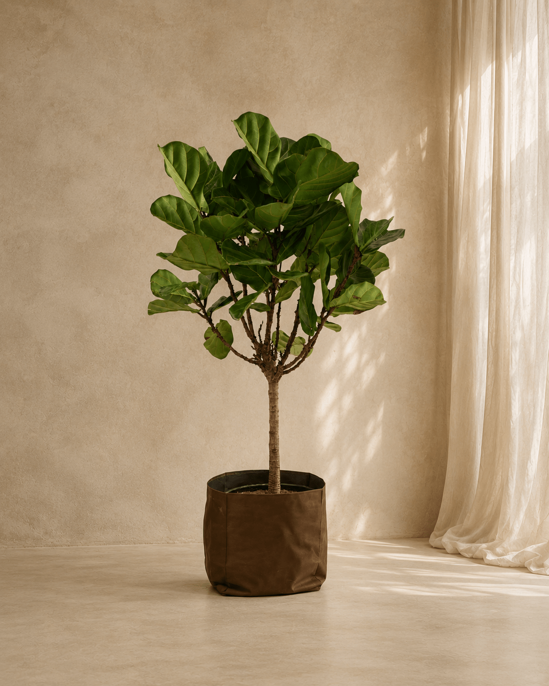Ficus Lyrata - Folivana Store
