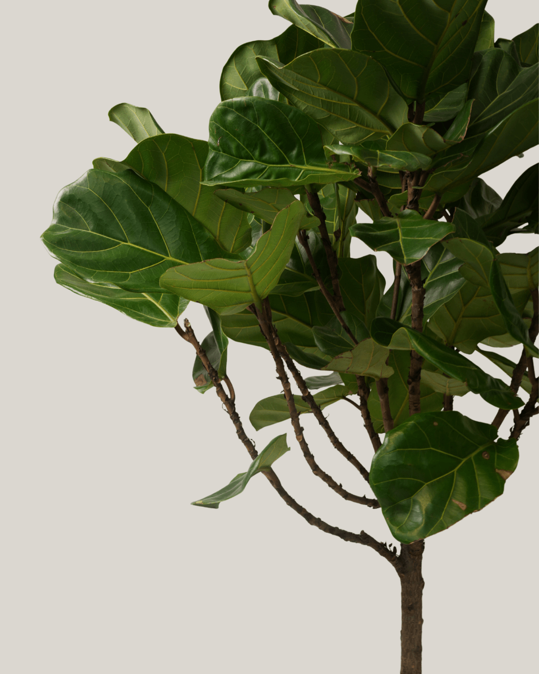 Ficus Lyrata - Folivana Store