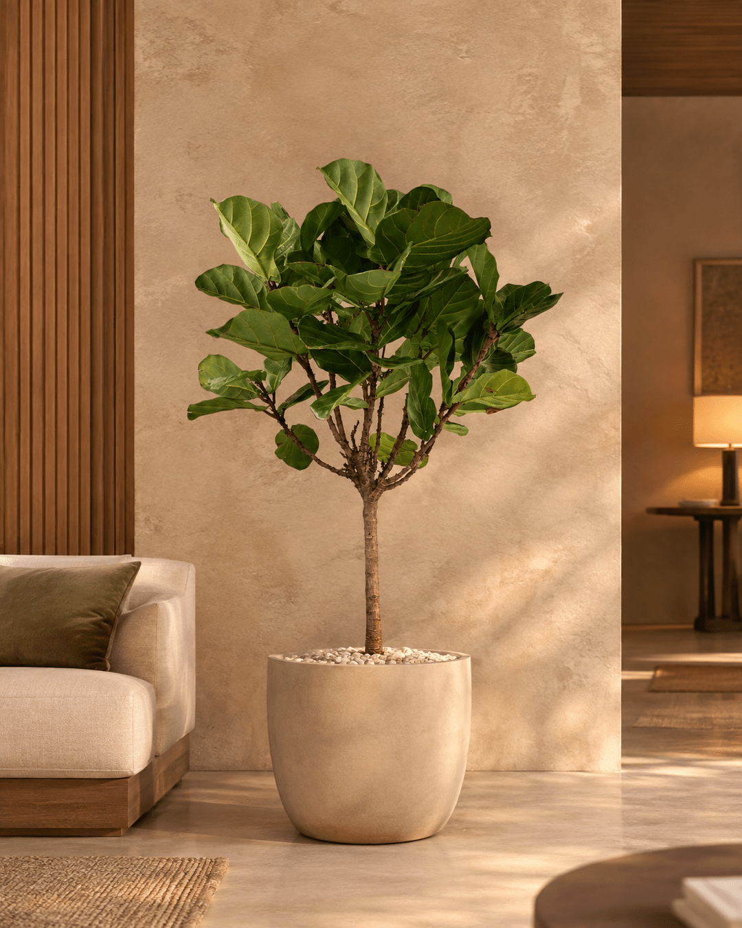 Ficus Lyrata - Folivana Store