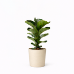 Ficus Lyrata 3PP