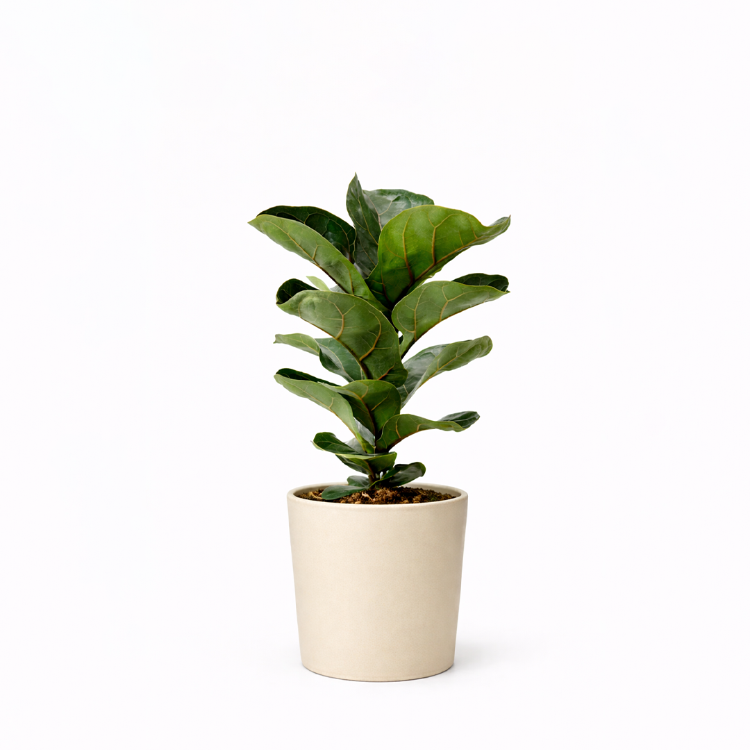 Ficus Lyrata 3PP