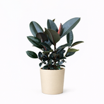 Ficus Elastica