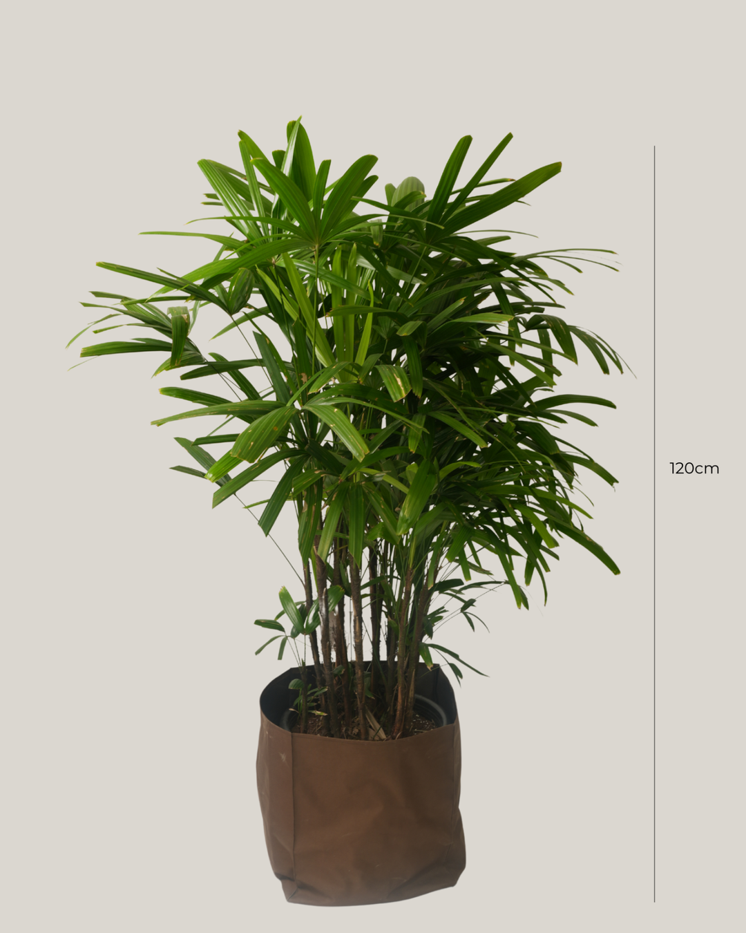 Broadleaf Lady Palm