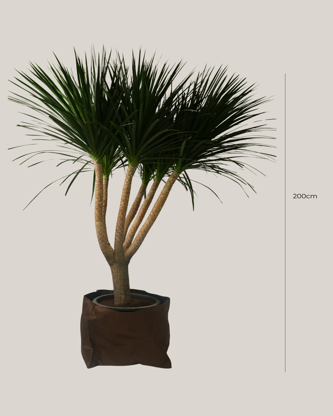 Dracaena Draco