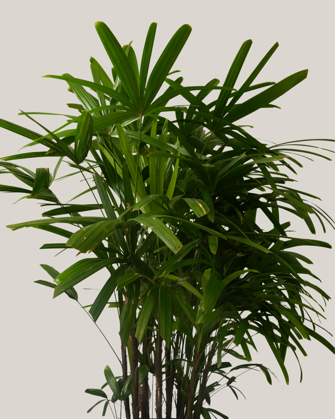 Broadleaf Lady Palm