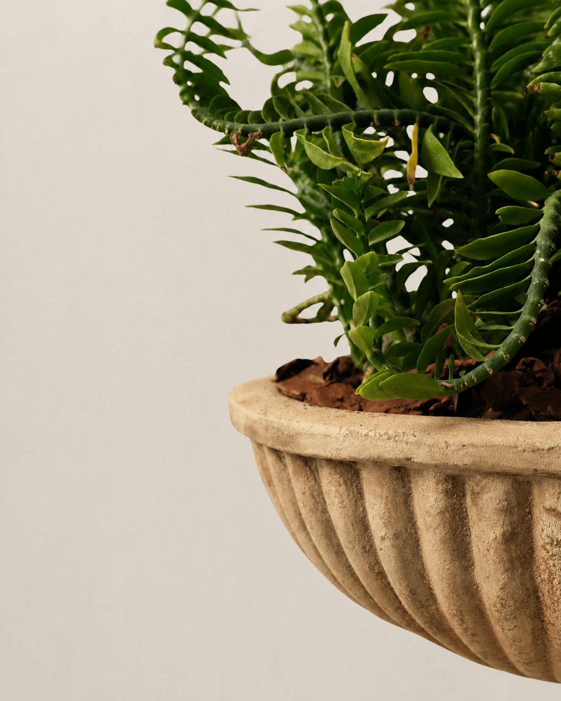 Mixed Plants Arrangement with Antique Terra Bowl - Folivana Store