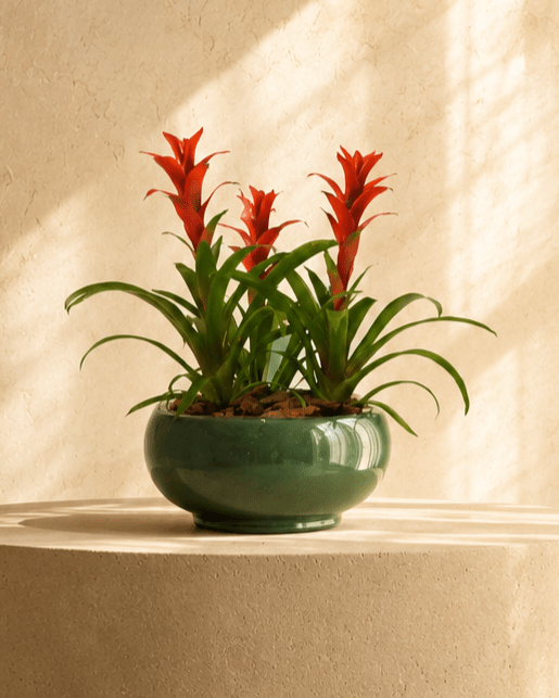 Mixed Plants Arrangement with Bowl Green - Folivana Store