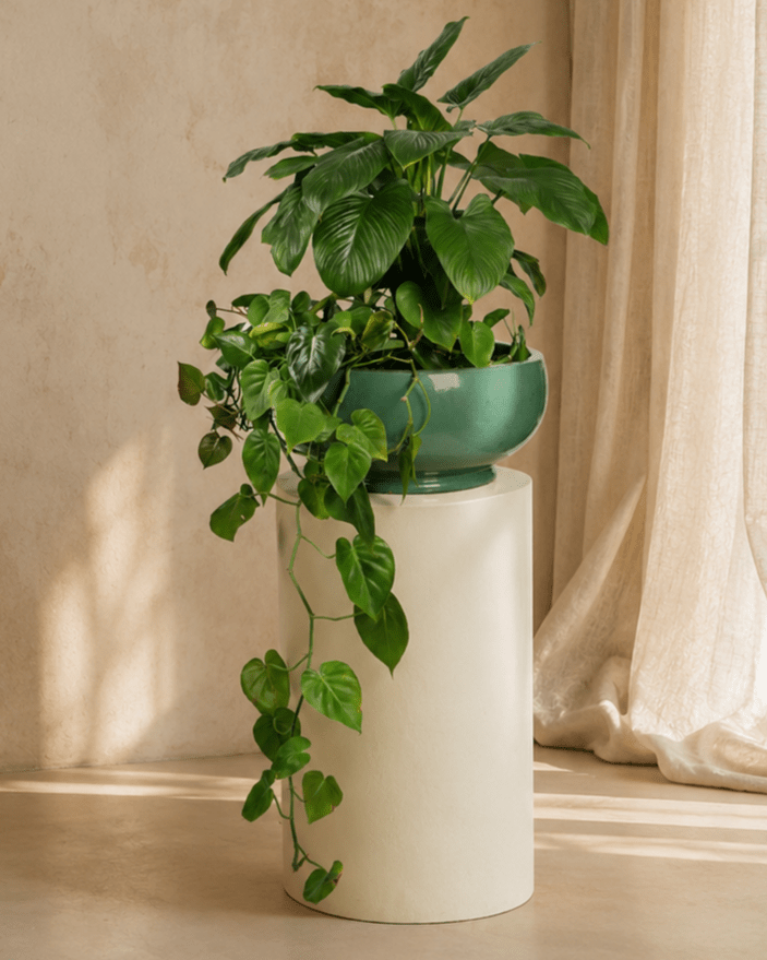 Mixed Plants Arrangement with Bowl Green - Folivana Store