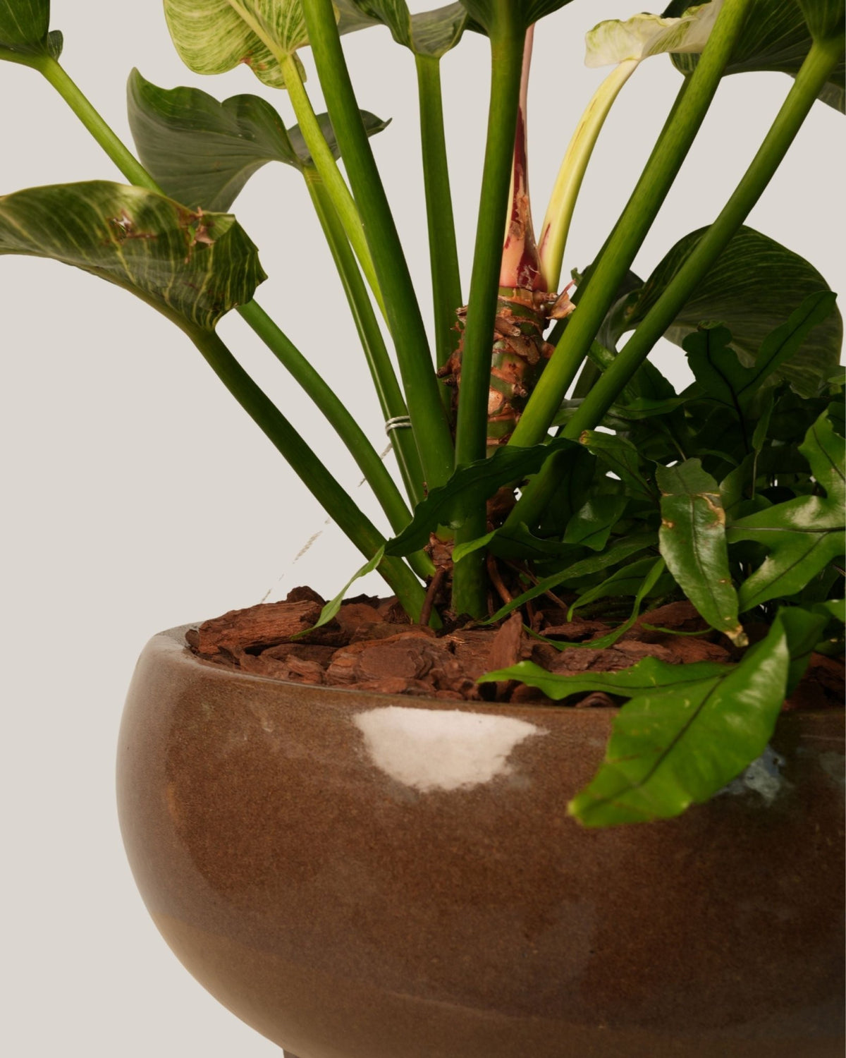 Mixed Plants Arrangement with Bowl Low Macchiato - Folivana Store