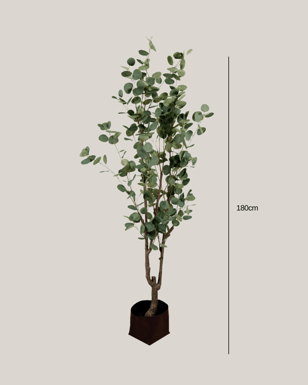 NTT Eucalyptus Tree YF - Folivana Store