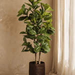 NTT Ficus Fiddle Tree BA - Folivana Store