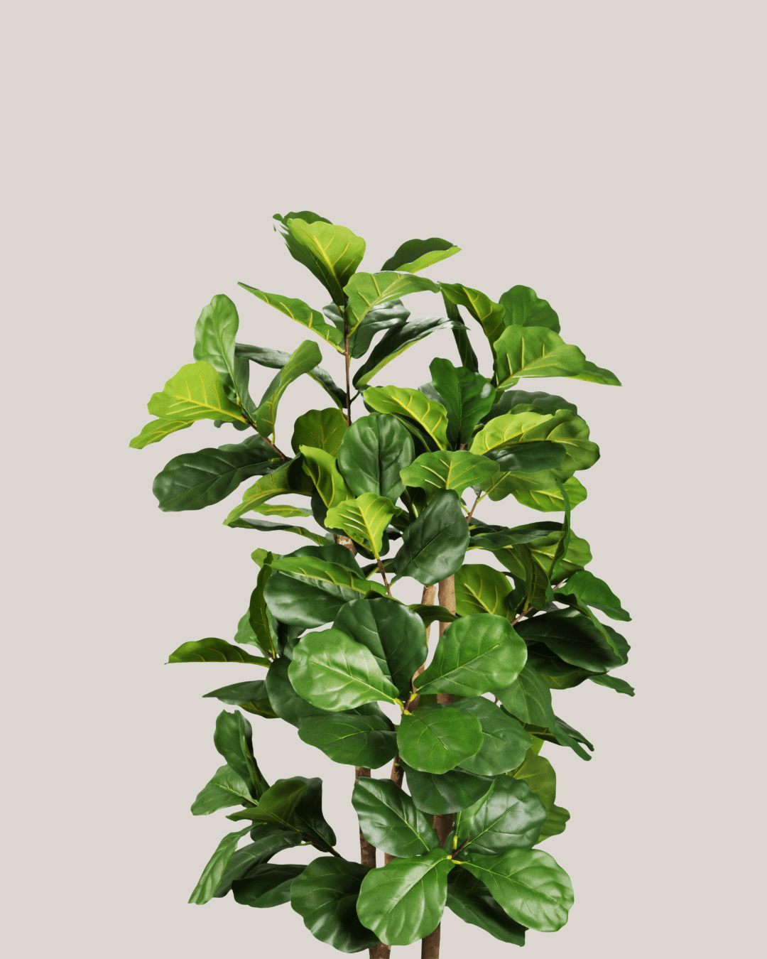 NTT Ficus Fiddle Tree BA - Folivana Store