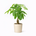 Pachira Aquatica