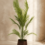 Palm Areca HI - Folivana Store