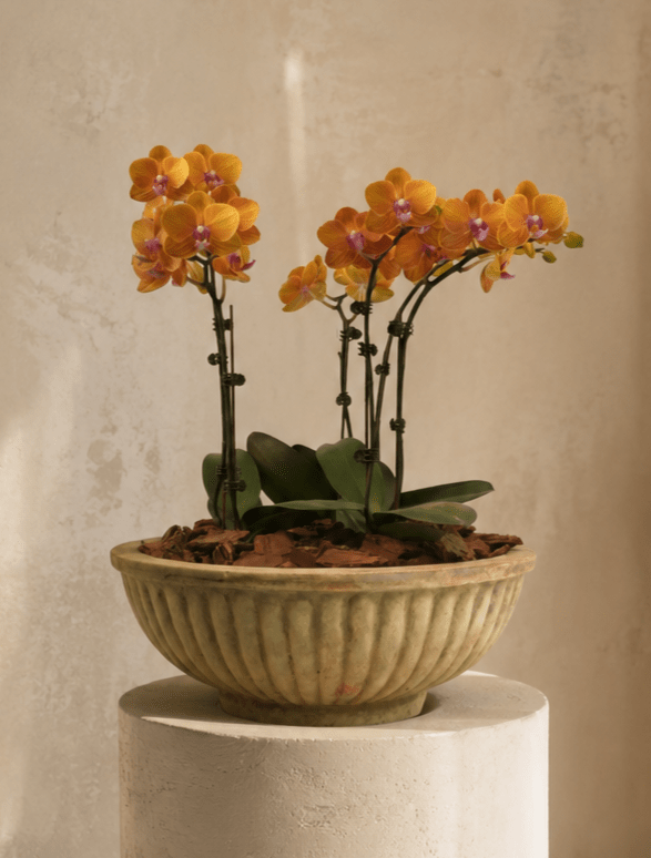 Phalaenopsis Orchids in Antique Terra Bowl - Folivana Store