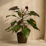 Philodendron Pink Princess - Folivana Store