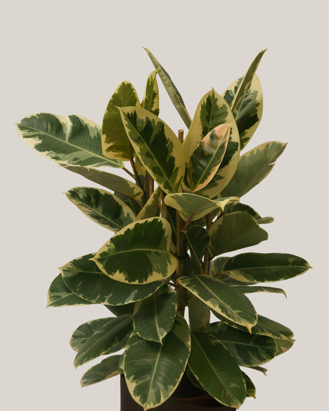 Ficus Elastica Tineke 3pp