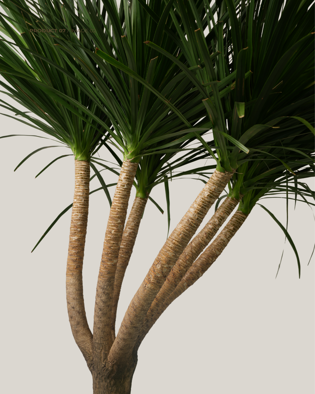 Dracaena Draco