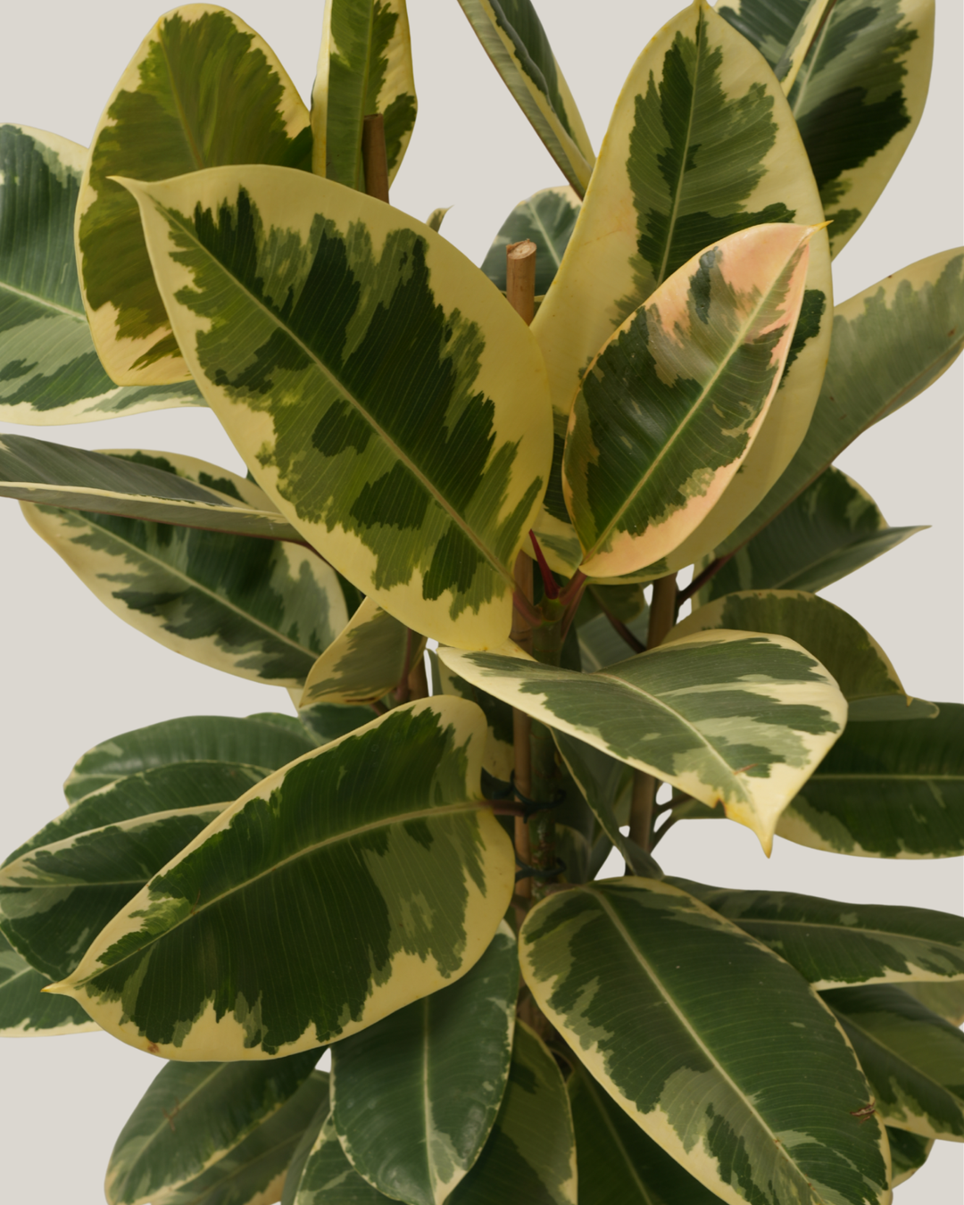 Ficus Elastica Tineke 3pp